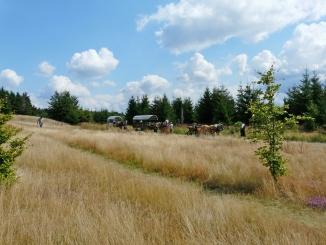 Planwagenfahrt im Nationalpark